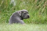 CANE CORSO 1309